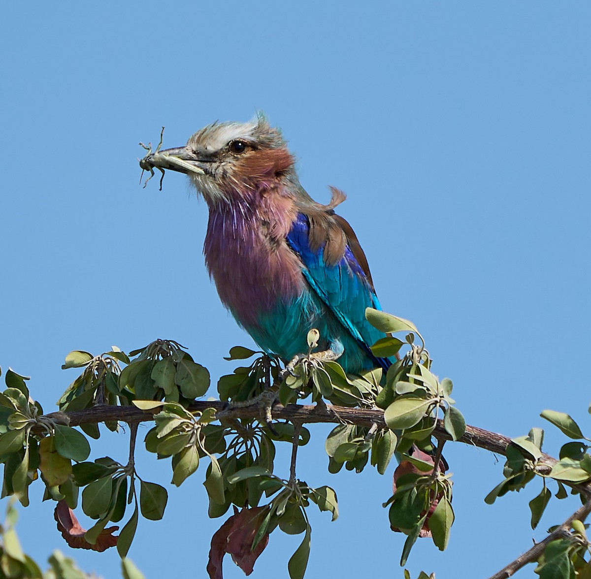 Lilac-breasted Roller - ML616617659