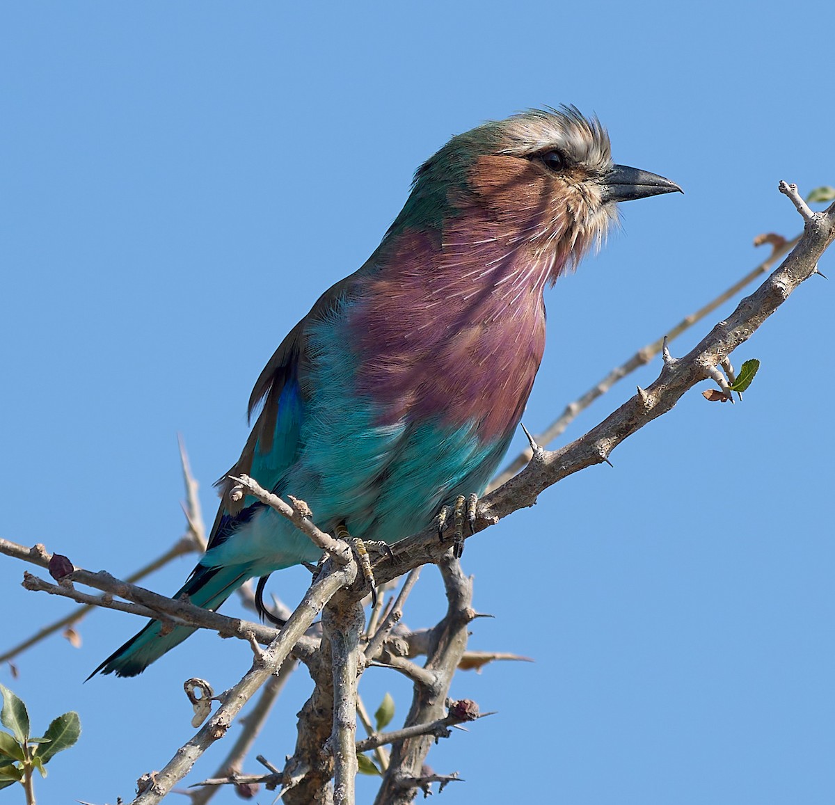 Lilac-breasted Roller - ML616617660