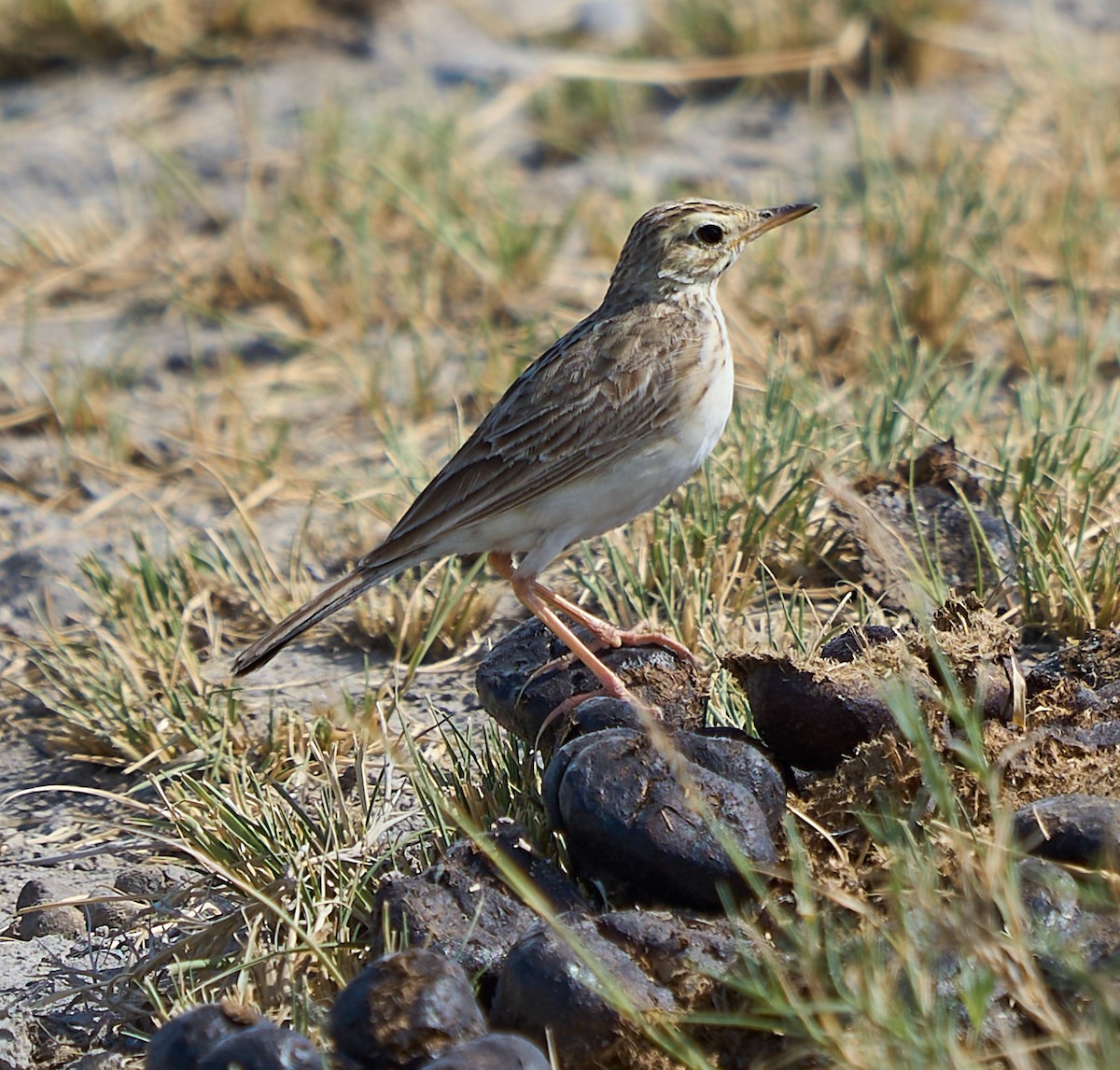 African Pipit - ML616617661
