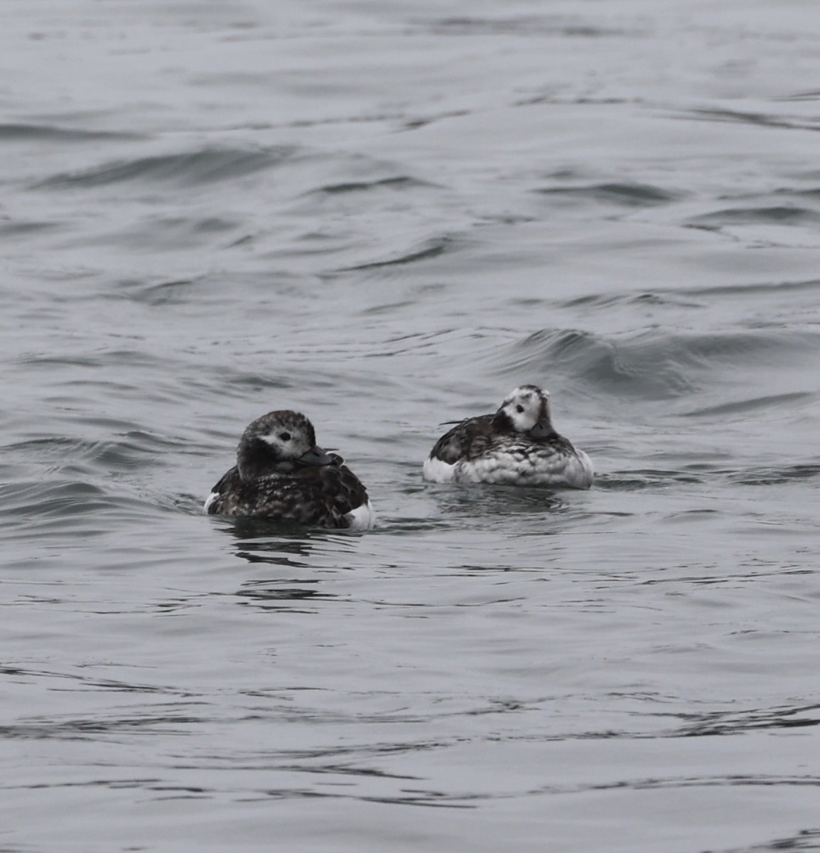 Long-tailed Duck - ML616617689