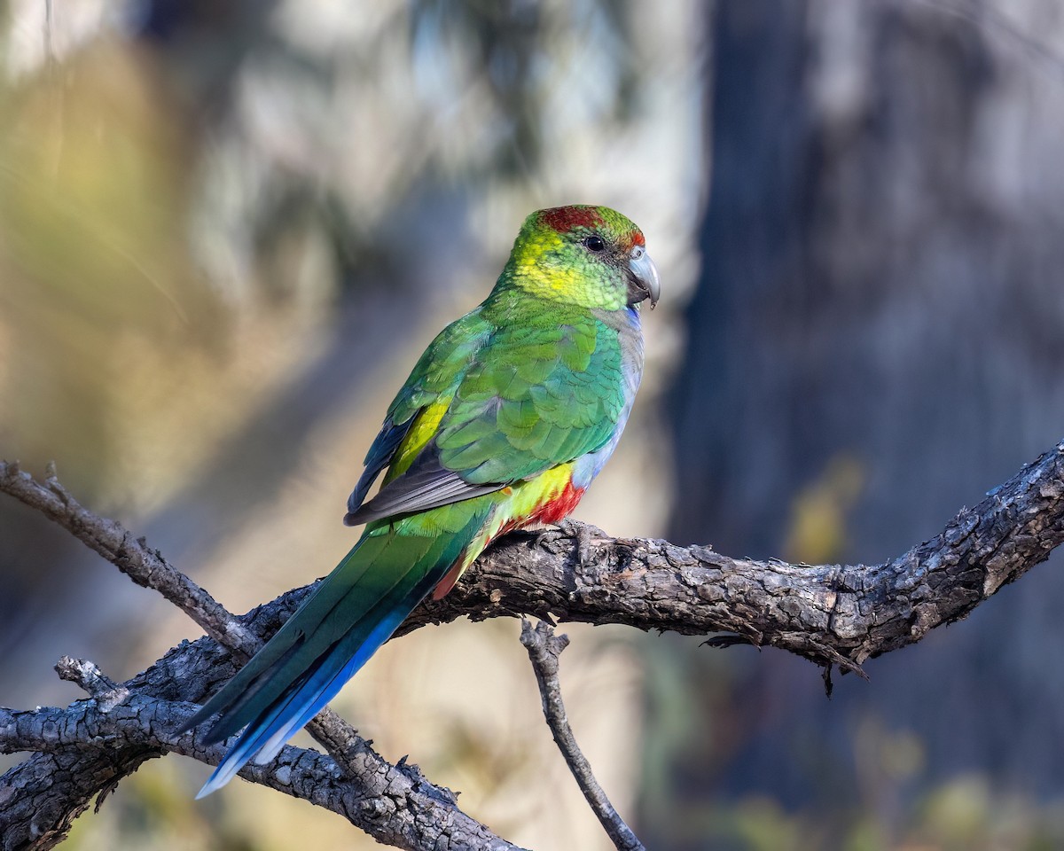 Red-capped Parrot - Sheila Rowlands