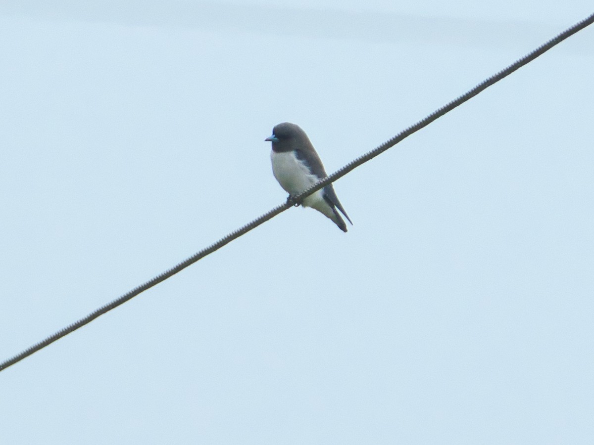 White-breasted Woodswallow - ML616617994