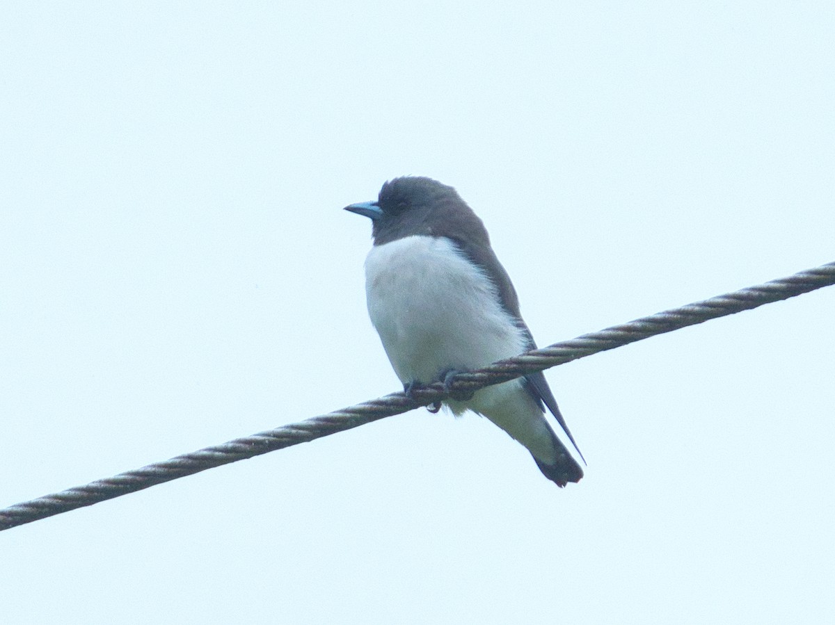 White-breasted Woodswallow - ML616617995