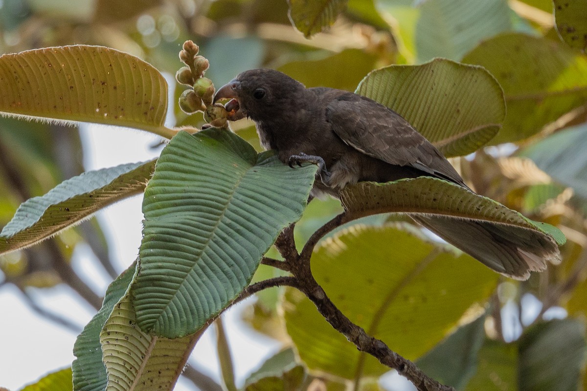 Seychelles Parrot - ML616618007