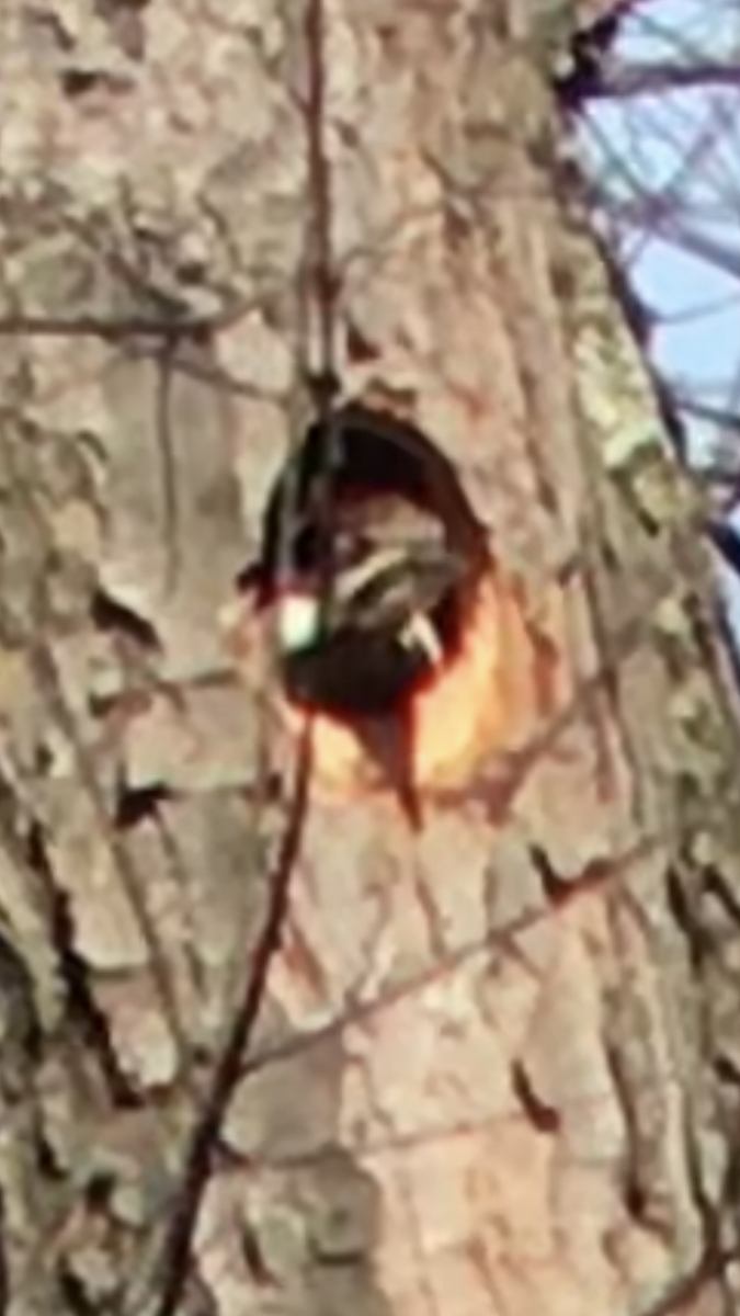 Pileated Woodpecker - ML616618030