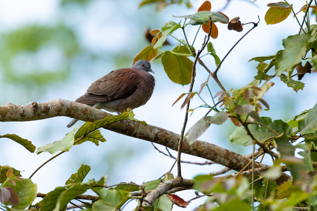 Мадагаскарский голубь - ML616618048