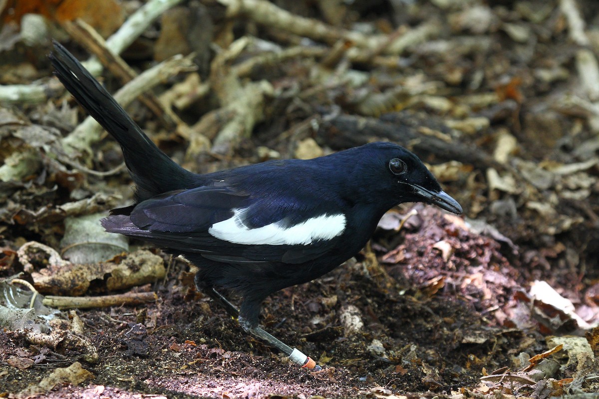 Seychelles Magpie-Robin - ML616618167