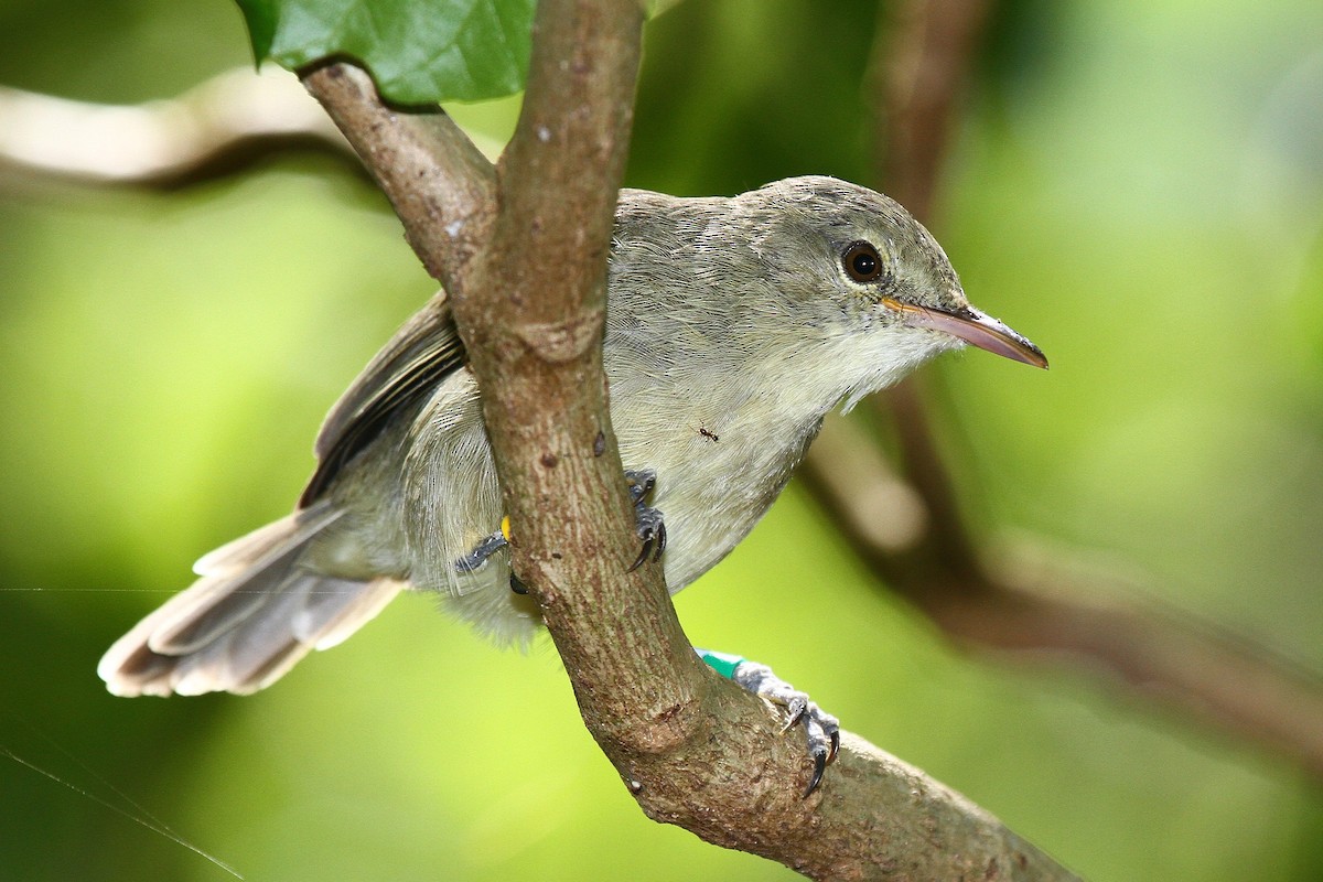 Seychelles Warbler - Daniel Danckwerts (Rockjumper Birding Tours)
