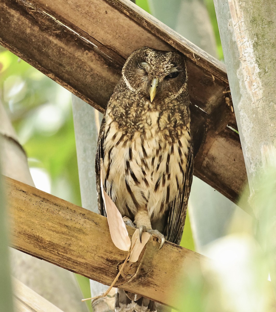 Mottled Owl - ML616618255