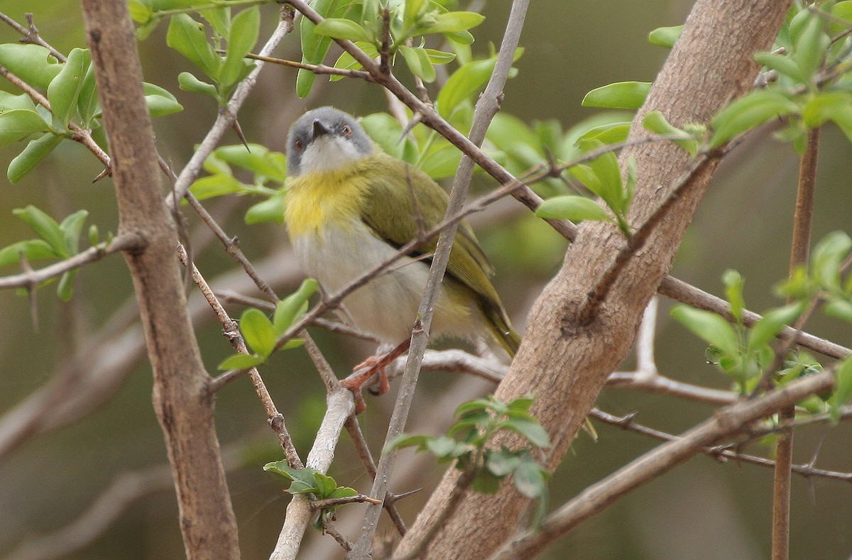 Yellow-breasted Apalis - ML616618263