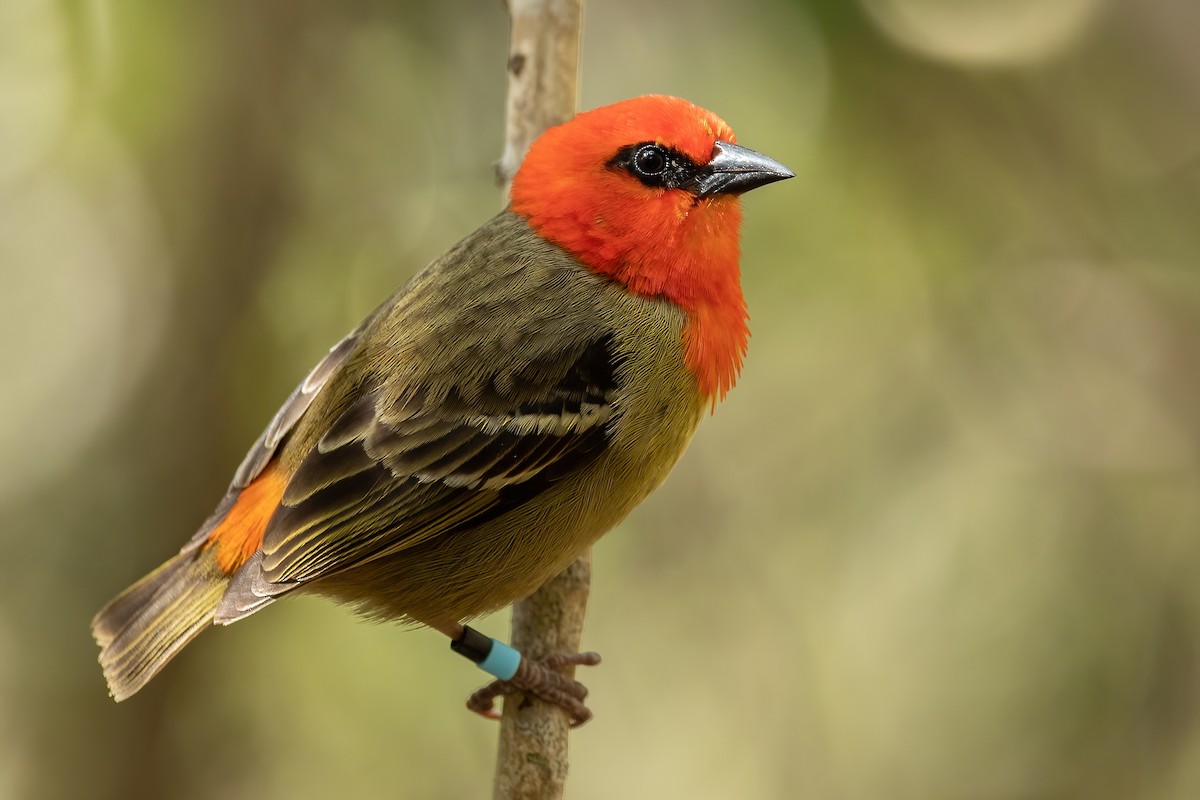 Mauritius Fody - Daniel Danckwerts (Rockjumper Birding Tours)