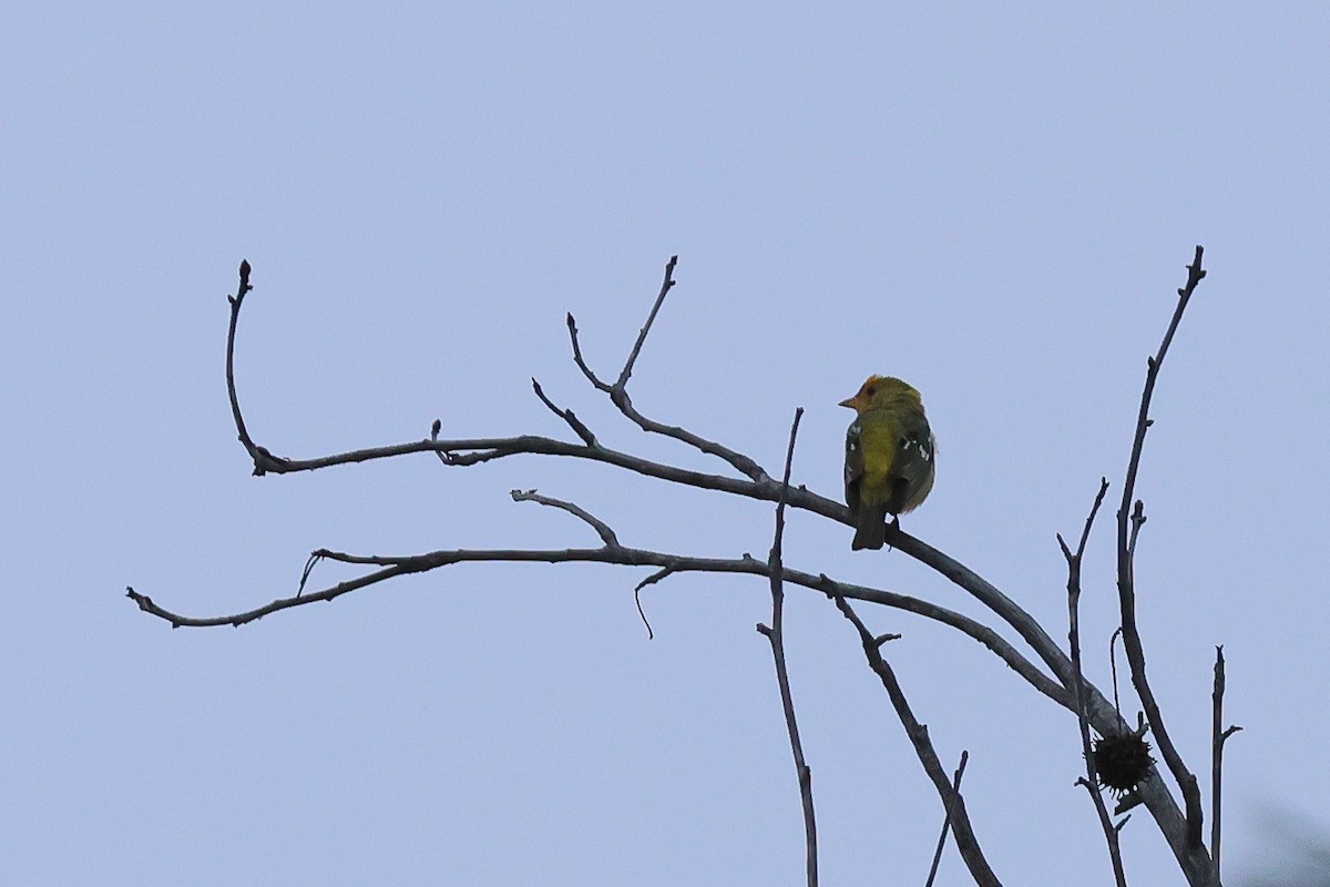 Western Tanager - ML616618420