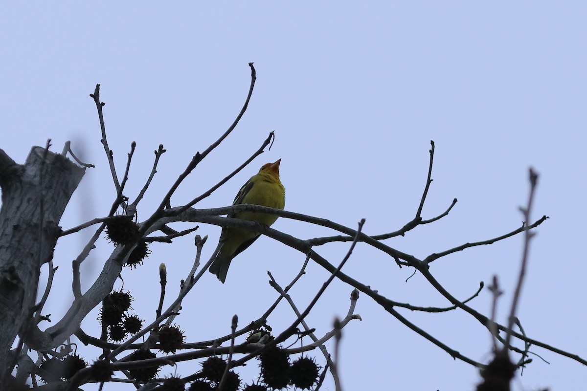 Western Tanager - ML616618421
