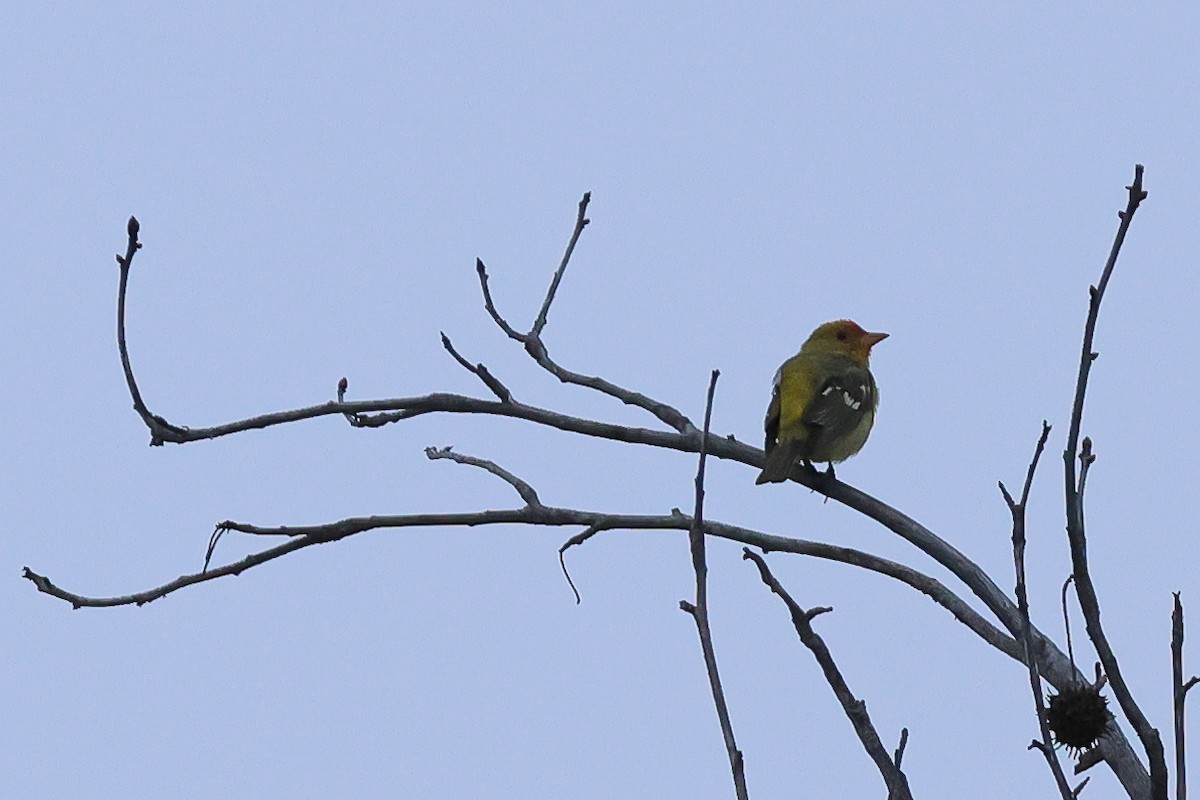 Western Tanager - ML616618422