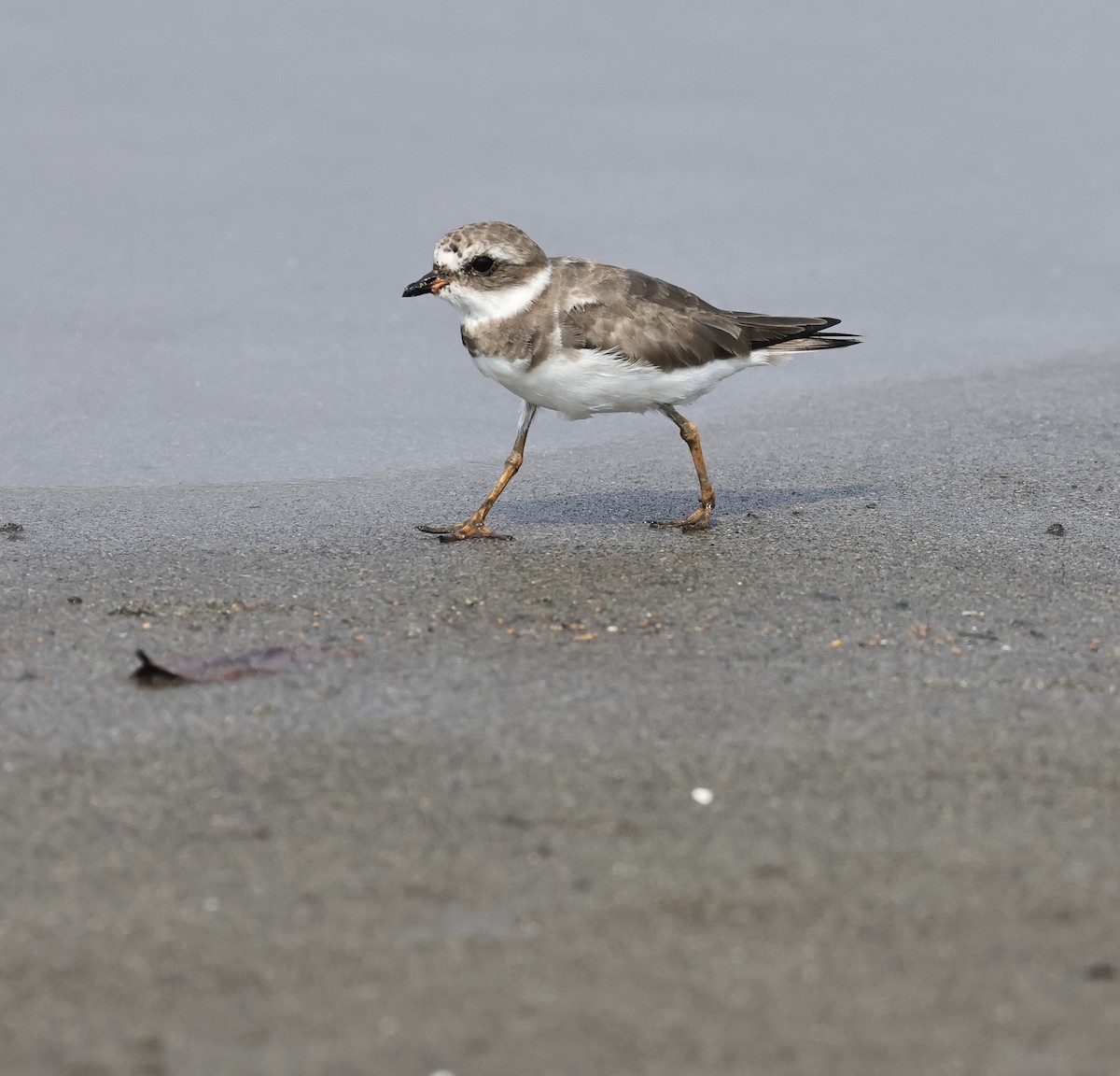Semipalmated Plover - ML616618444