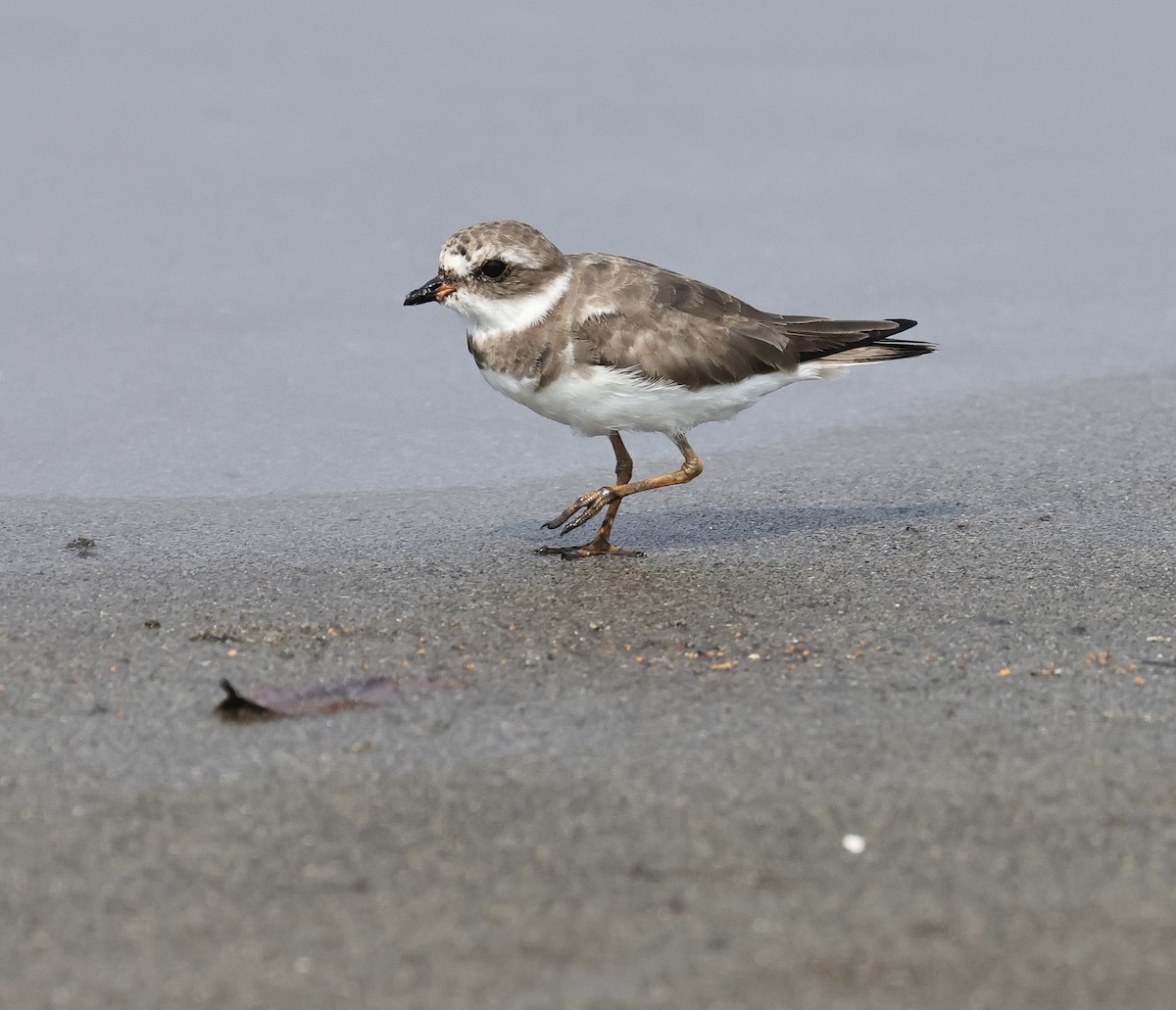 Semipalmated Plover - ML616618447