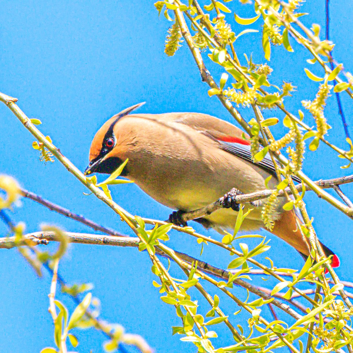 Japanese Waxwing - ML616618542