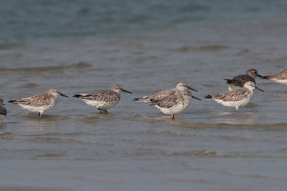 Great Knot - ML616618679