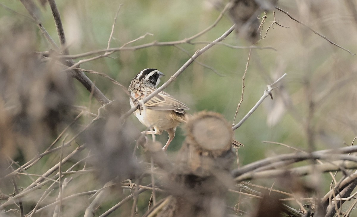 Stripe-headed Sparrow - ML616618684