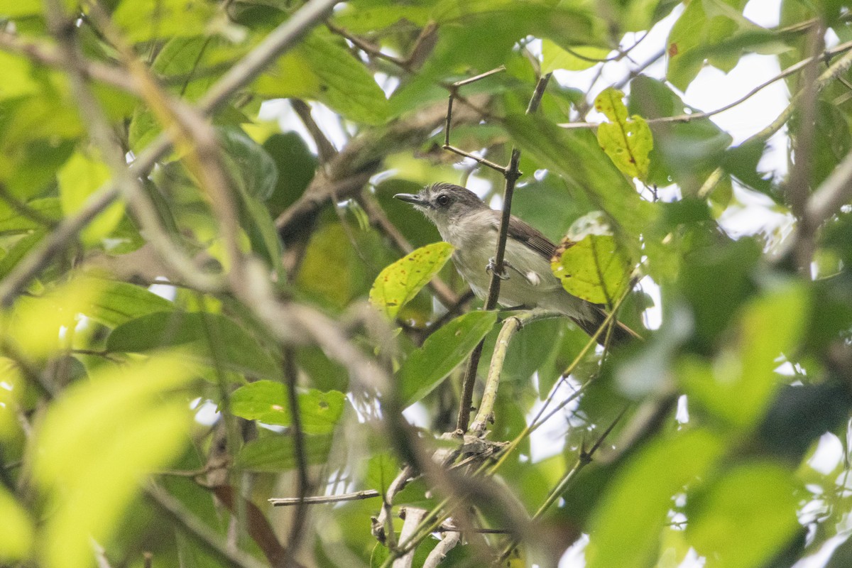 Sooty-capped Babbler - ML616618842