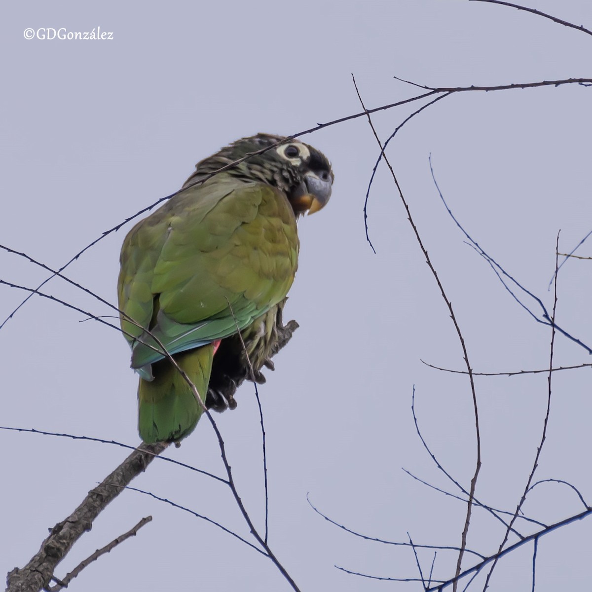 Scaly-headed Parrot - ML616618900