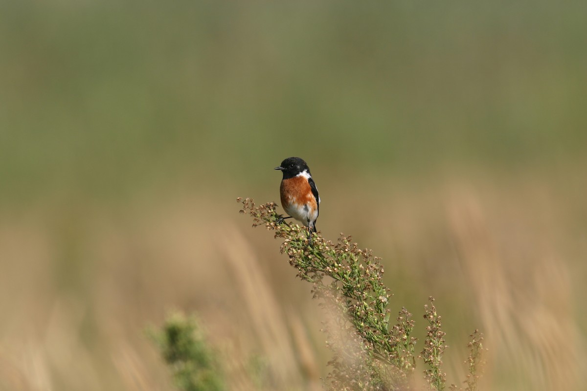 African Stonechat - ML616618902