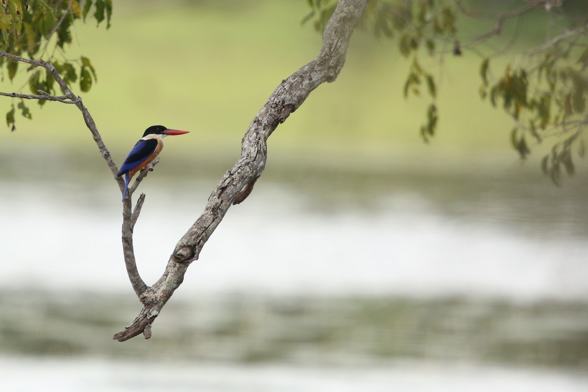 Black-capped Kingfisher - Gehan Rajeev