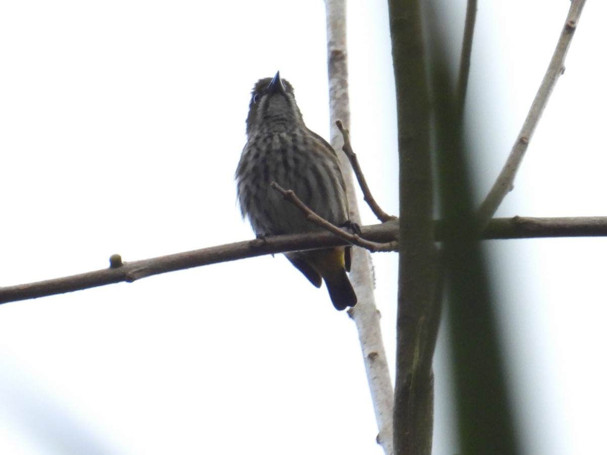 Sunda Pygmy Woodpecker - ML616618995
