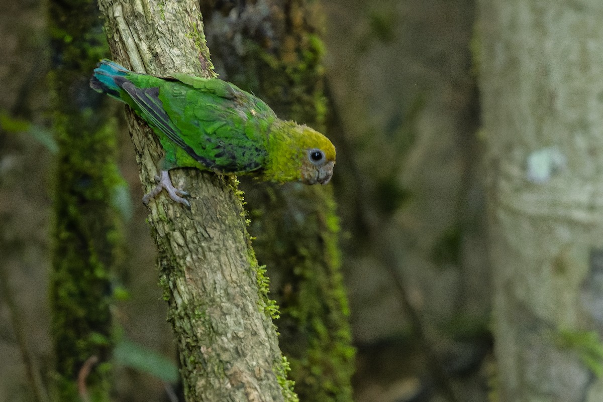 Yellow-capped Pygmy-Parrot - ML616619026