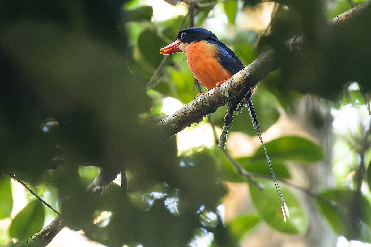 Red-breasted Paradise-Kingfisher - ML616619034
