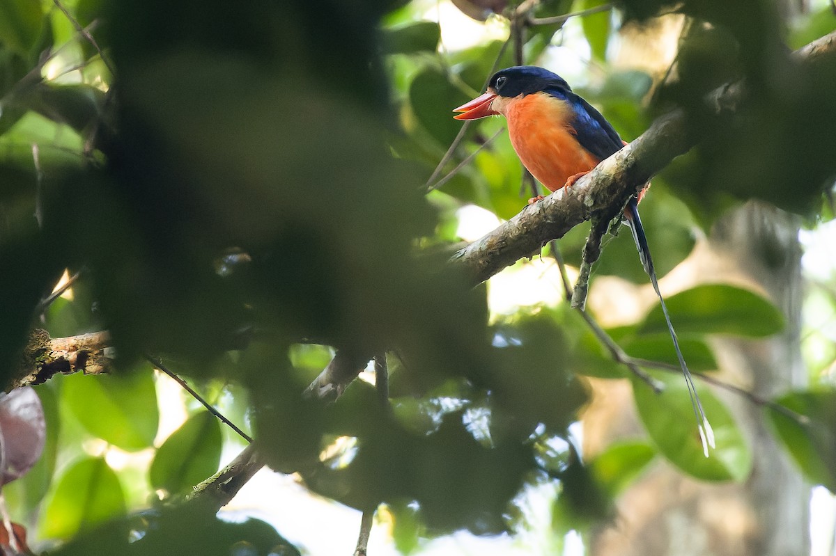 Red-breasted Paradise-Kingfisher - ML616619036