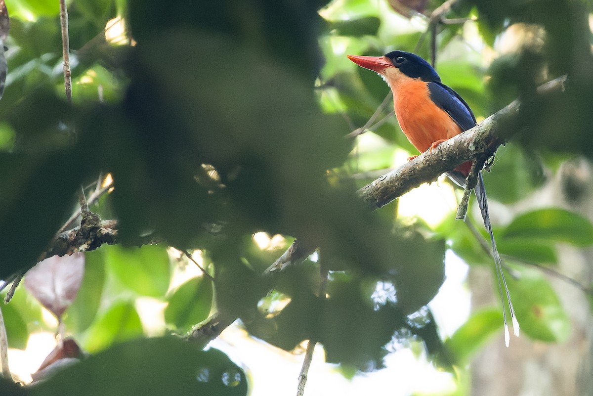 Red-breasted Paradise-Kingfisher - Joachim Bertrands