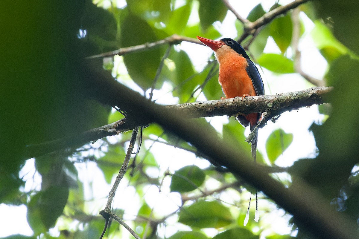 Red-breasted Paradise-Kingfisher - Joachim Bertrands