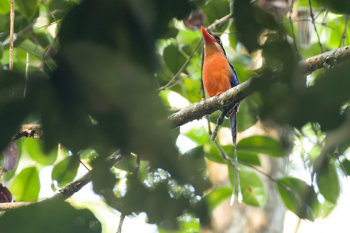 Red-breasted Paradise-Kingfisher - ML616619040