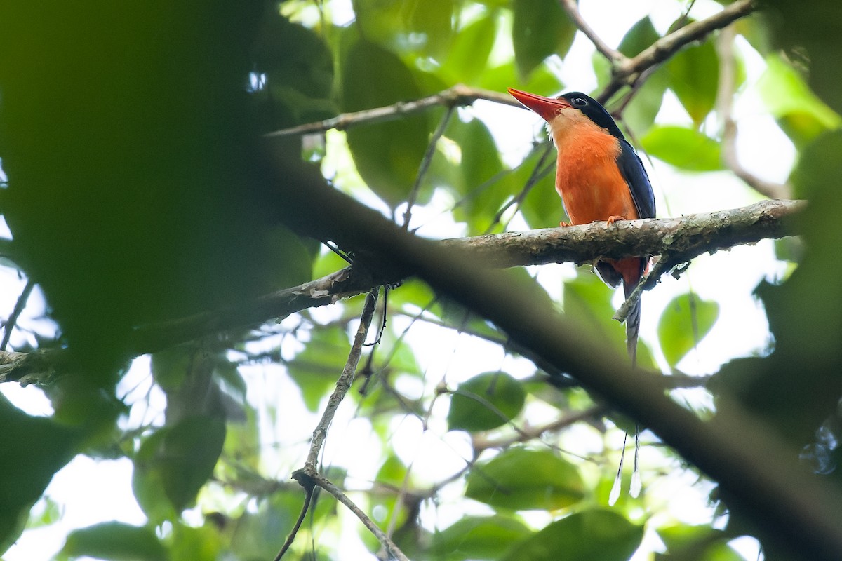 Red-breasted Paradise-Kingfisher - ML616619041