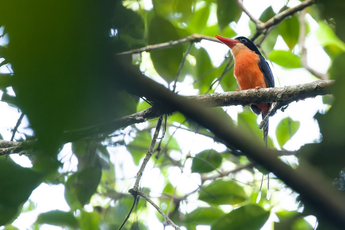 Red-breasted Paradise-Kingfisher - ML616619042