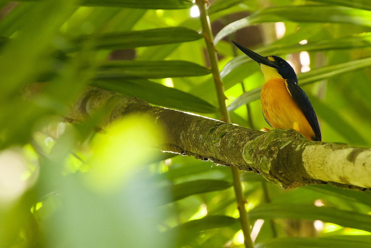 Papuan Dwarf-Kingfisher - ML616619062