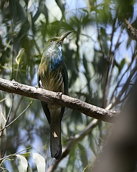 Blue-bearded Bee-eater - Thrilok Narayanappa
