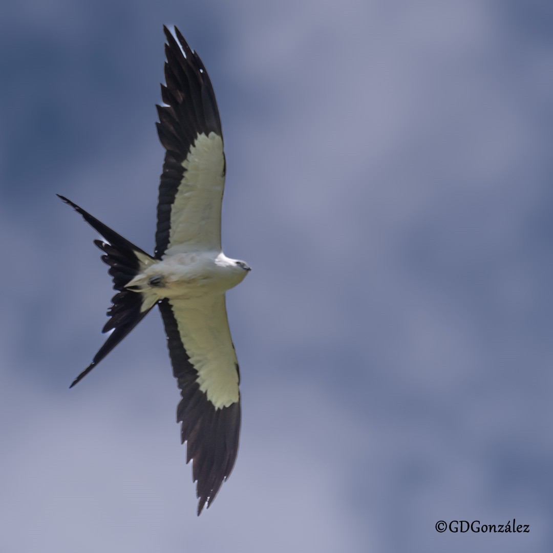 Swallow-tailed Kite - ML616619073
