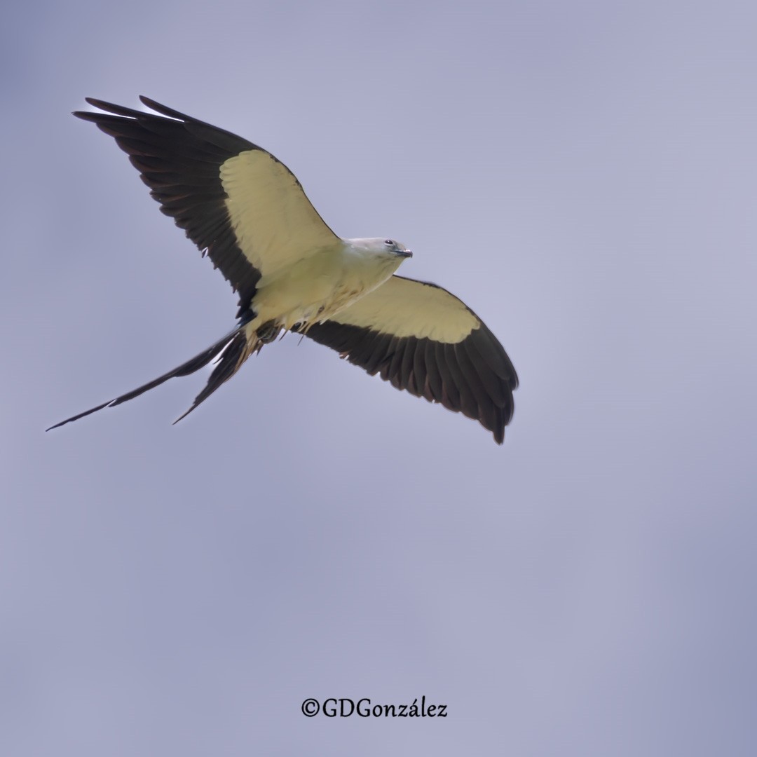 Swallow-tailed Kite - ML616619074