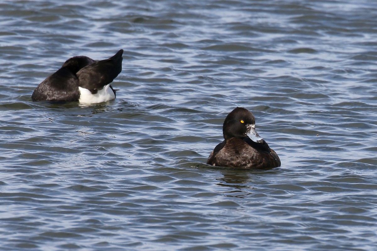 Tufted Duck - ML616619156