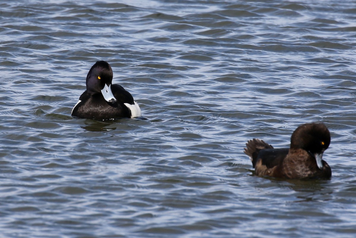 Tufted Duck - Chris Kehoe