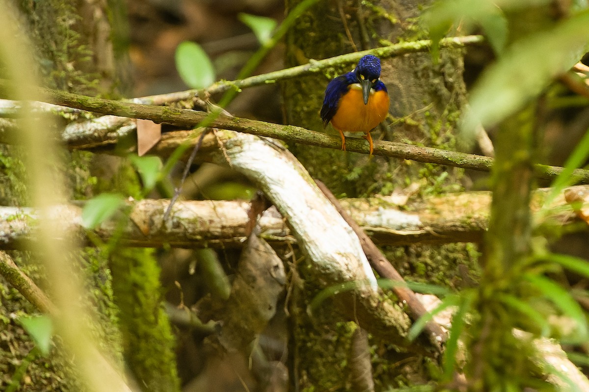 Papuan Dwarf-Kingfisher - ML616619169