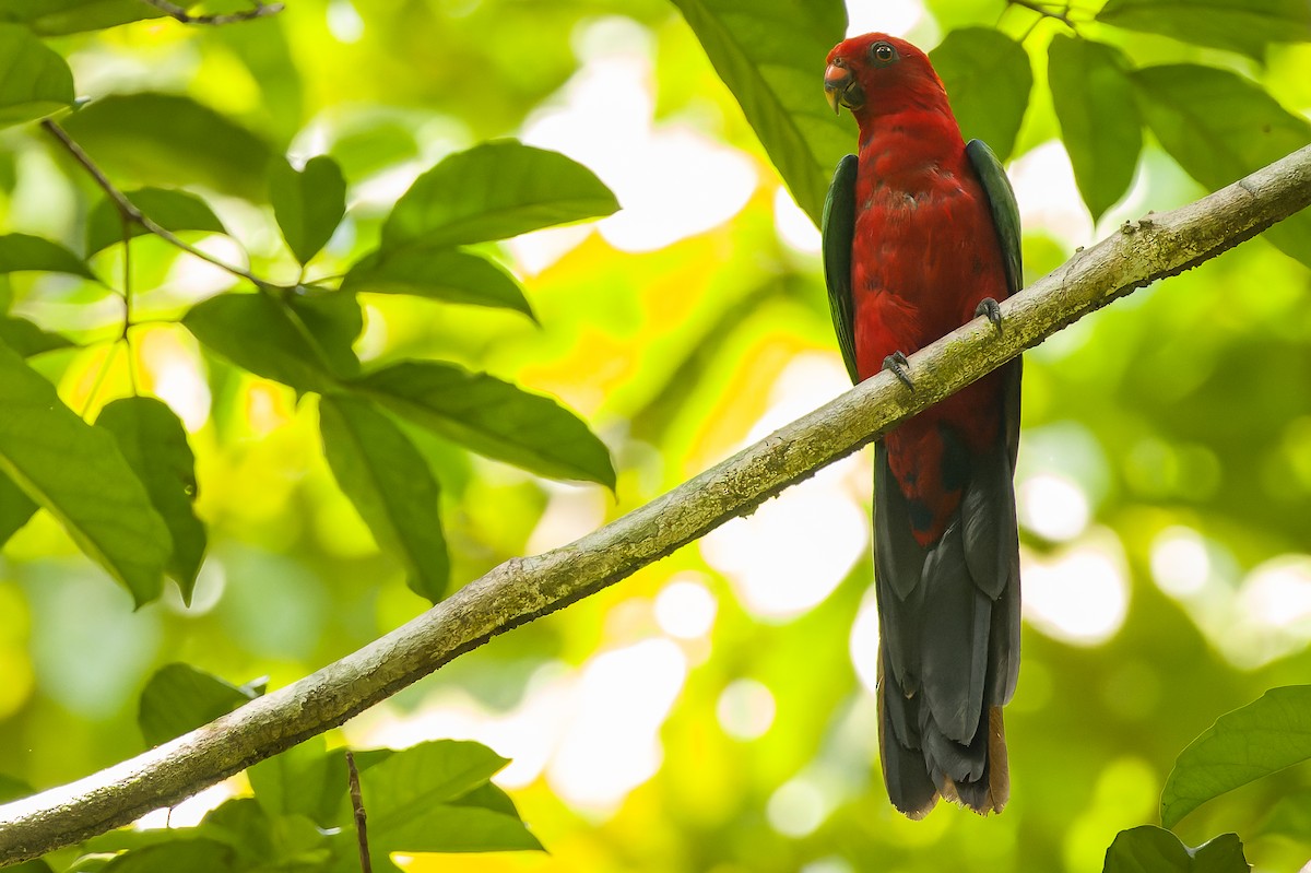 Maluku Kral Papağanı - ML616619187