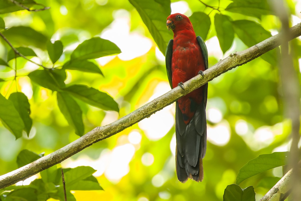 Maluku Kral Papağanı - ML616619189