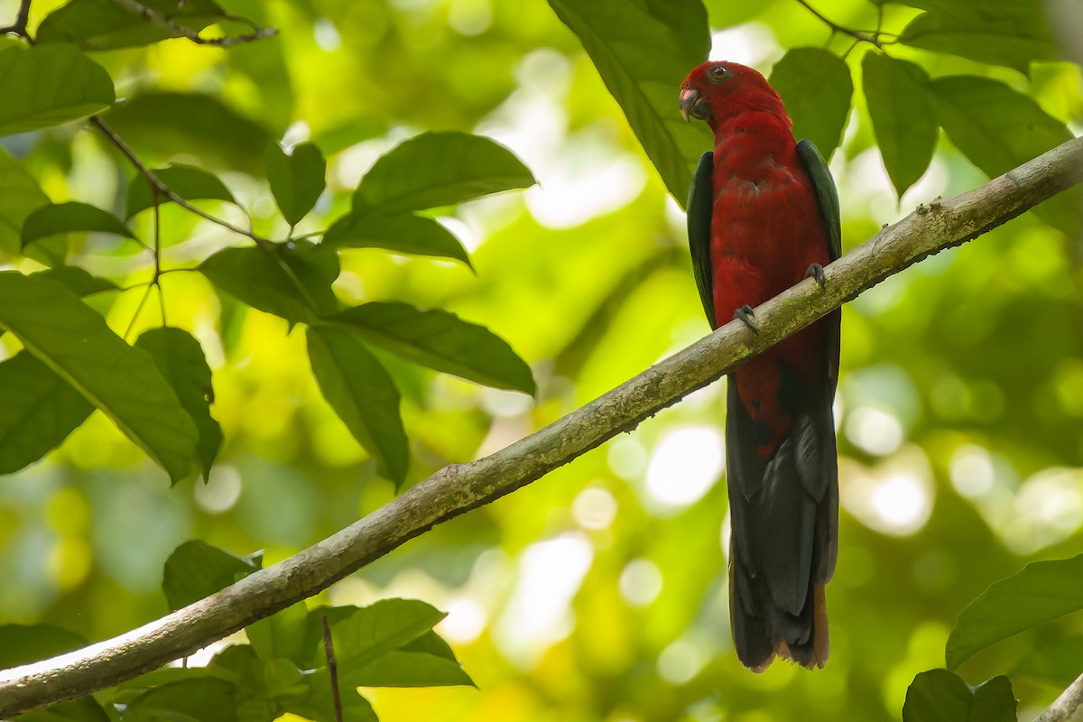 Maluku Kral Papağanı - ML616619190