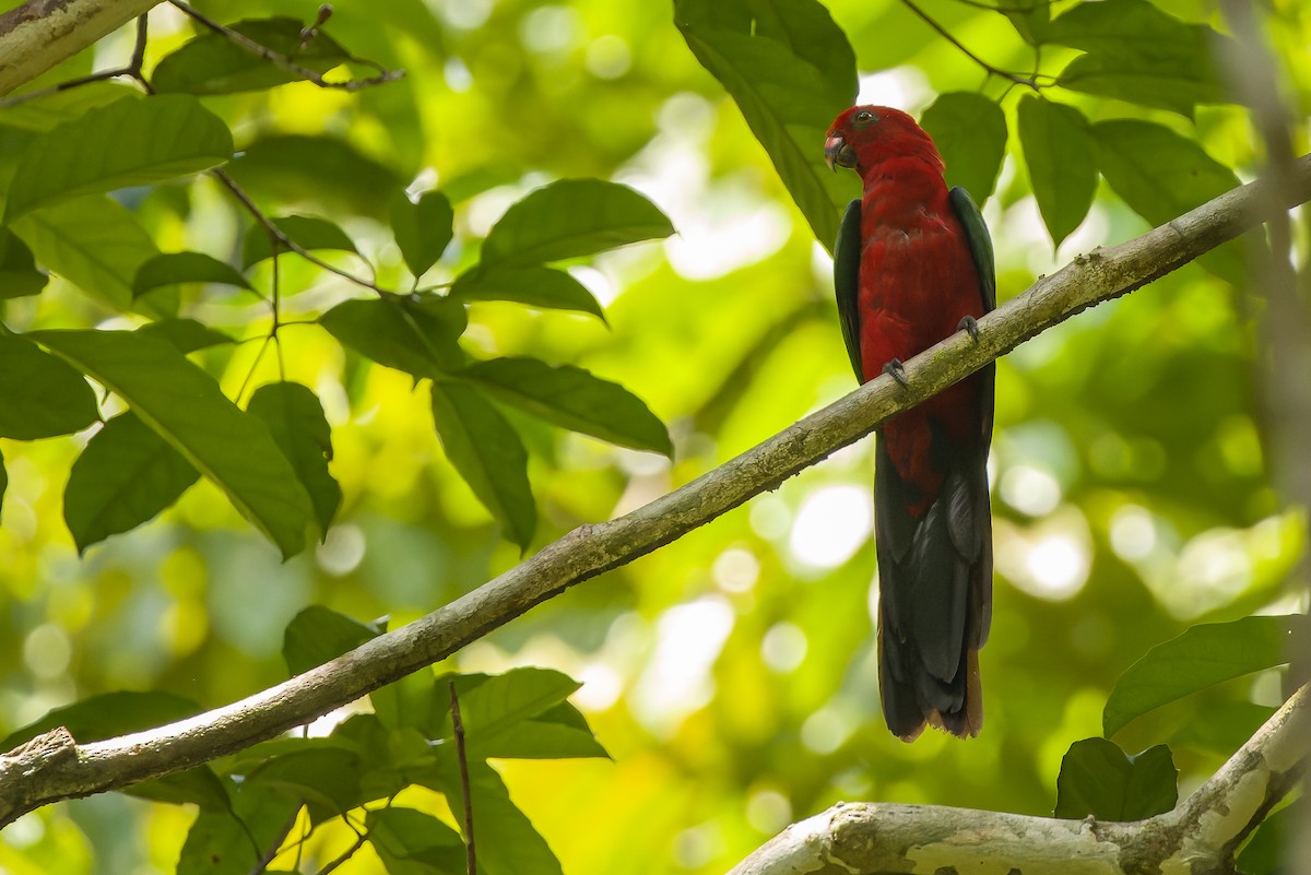 Maluku Kral Papağanı - ML616619196