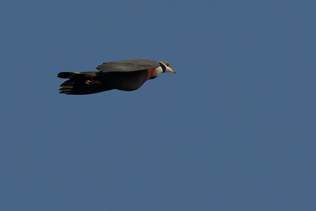 holub černokrký - ML616619220