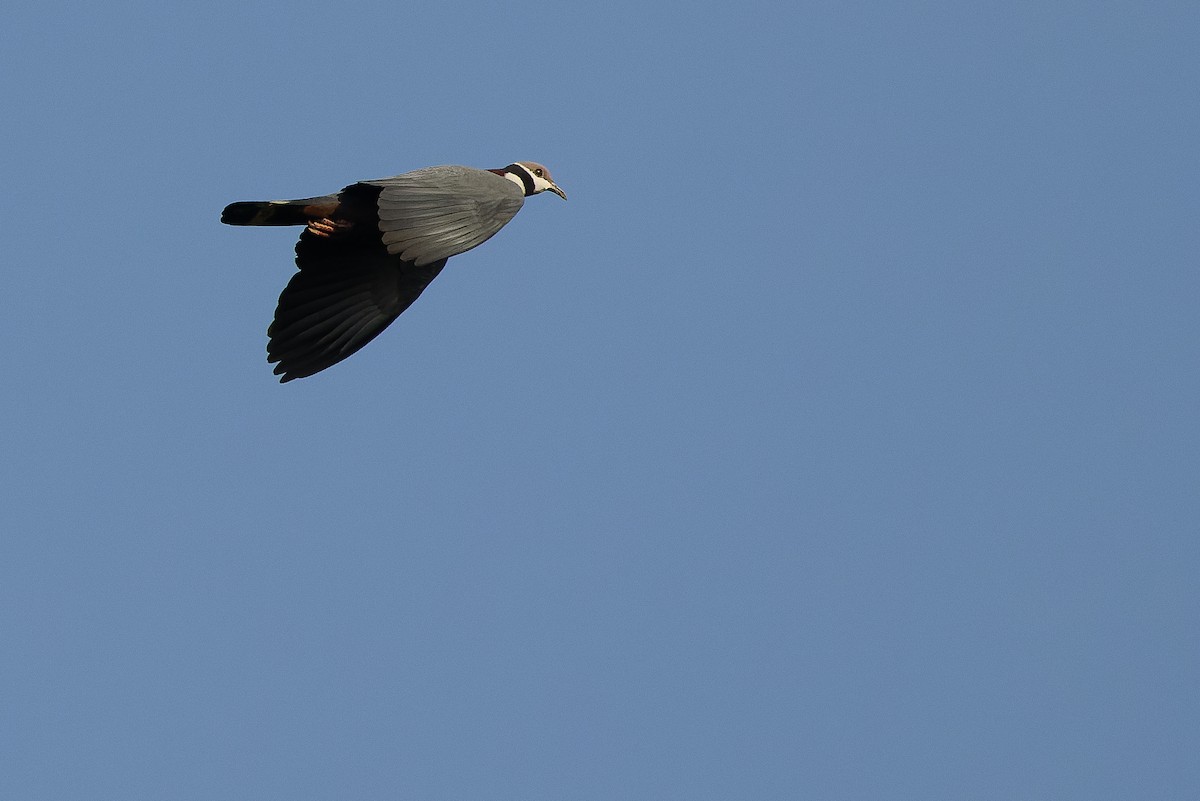 holub černokrký - ML616619221