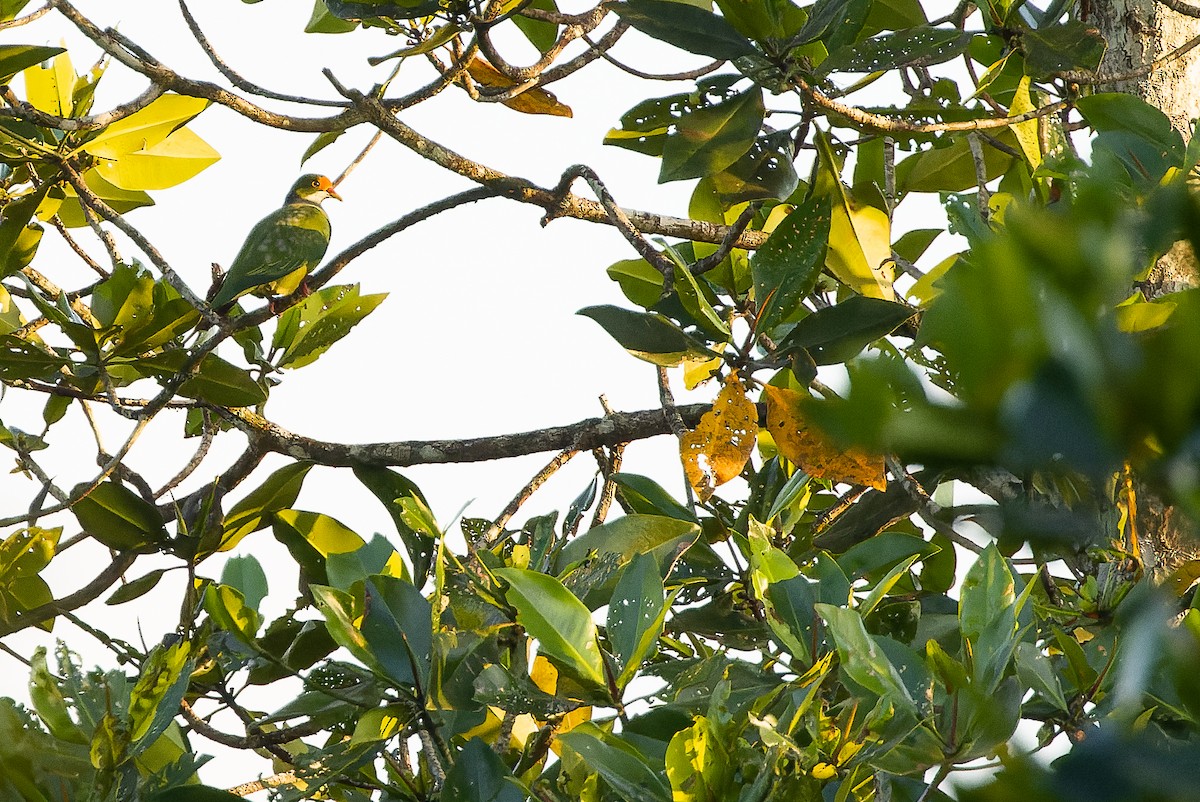 holub oranžovočelý - ML616619246
